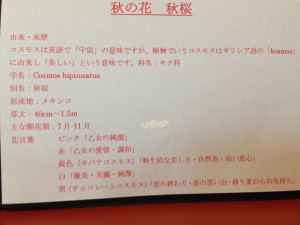折り紙 コスモス 説明